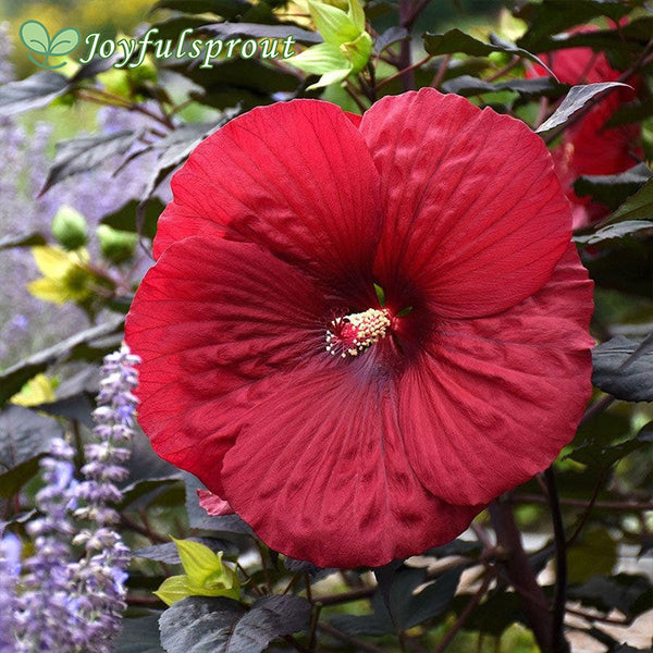 Hibiscus Summerific 'Holy Grail' Rose Mallow