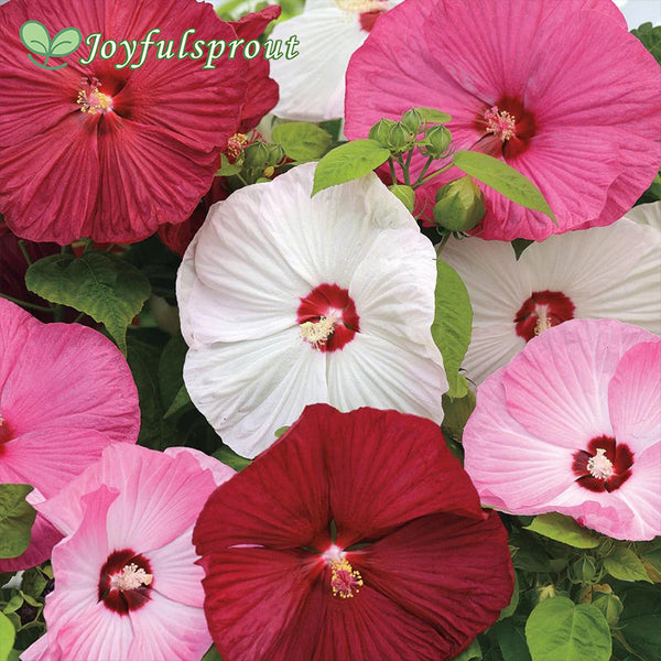 Luna Mix Hibiscus Seeds