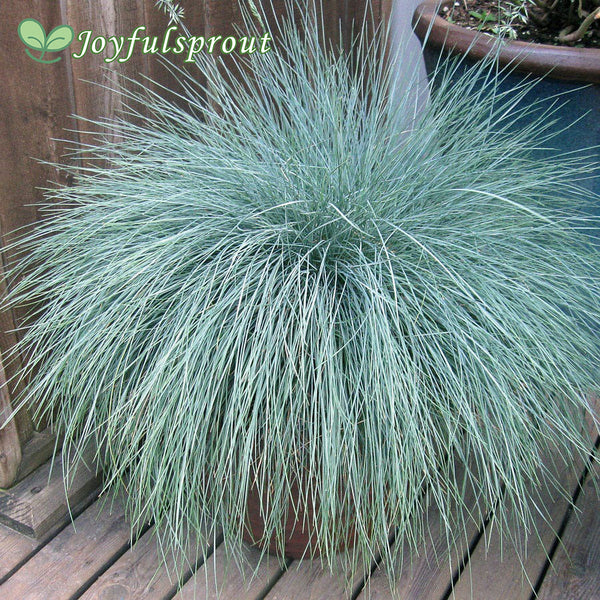 Festuca Beyond Blue Ornamental Fescue Seeds