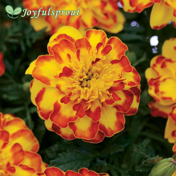 Flamenco Marigold Seeds