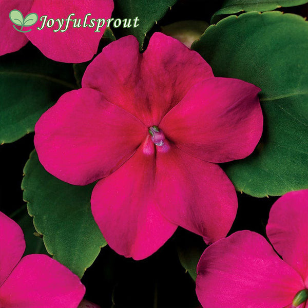 Beacon Violet Shades Hybrid Impatiens Seeds