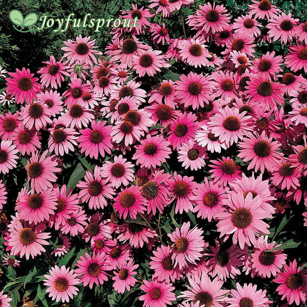 Bravado Purple Coneflower Seeds