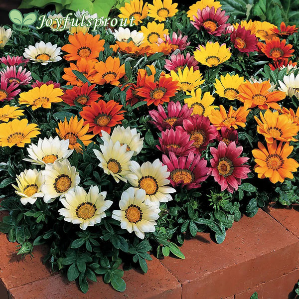 Kiss Mix Hybrid Gazania Seeds