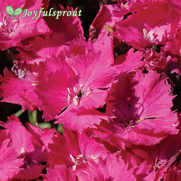 Dianthus Vivid Bright Lights Seeds