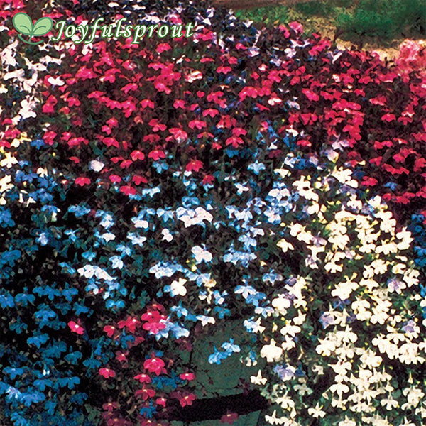 Fountain Mix Lobelia Seeds