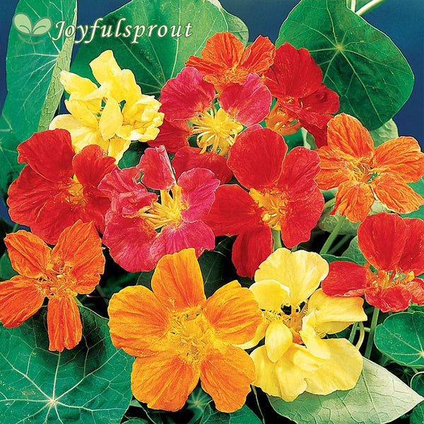 Whirlybird Mix Nasturtium Seeds