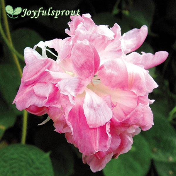 Split Second Morning Glory Vine Seeds