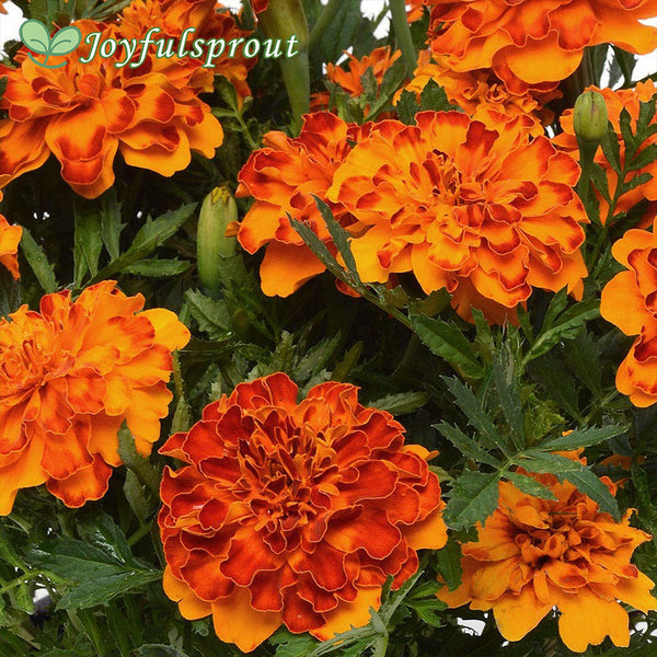 Bonanza Bolero Marigold Seeds
