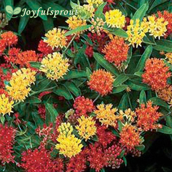 Gay Butterflies Butterfly Weed Seeds