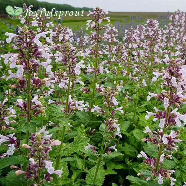 Nepeta Whispurr Pink Seeds