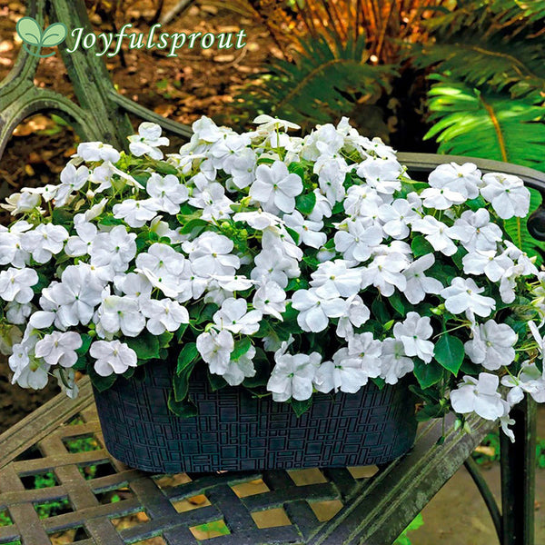 Shady Lady II White Hybrid Impatiens Seeds