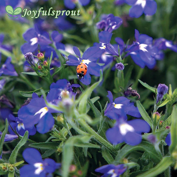 Masterpiece Blue with Eye Lobelia Seeds