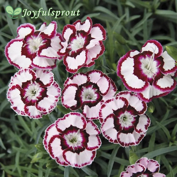 Dianthus 'Raspberry Swirl' Seeds