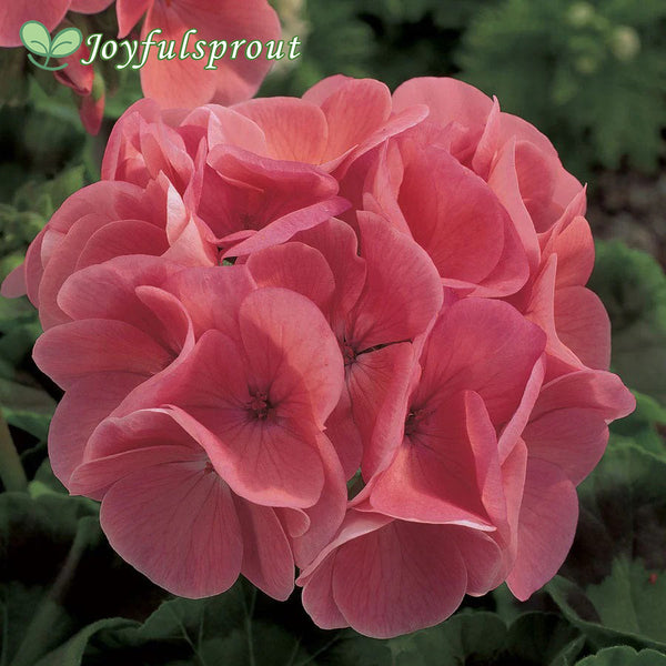 Maverick Salmon Hybrid Geranium Seeds