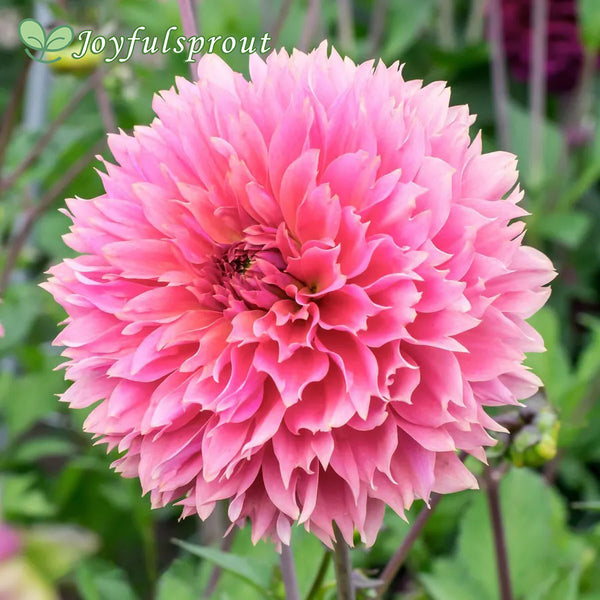 Dahlia Fubuki Sakura Fimbriata (Decorative x Semi Cactus) Dahlia Seeds
