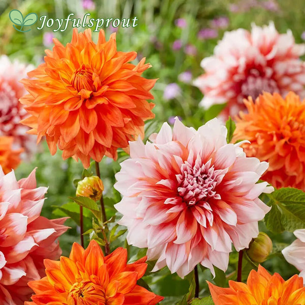 Dahlia Splendid Festival Blend Seeds