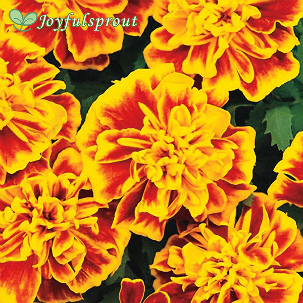 Bonanza Bee Marigold Seeds