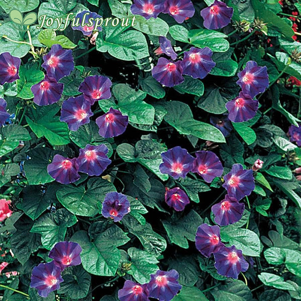 'Star Of Yelta' Morning Glory Vine Seeds