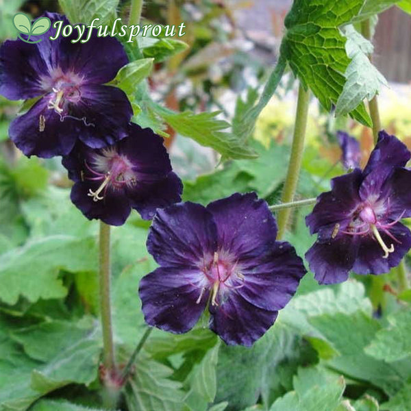 Geranium 'Raven' Seeds