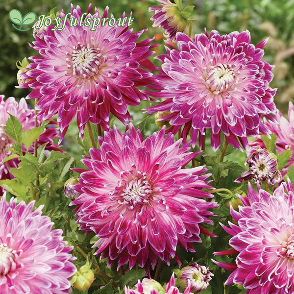 Dahlia Vancouver Blend Seeds