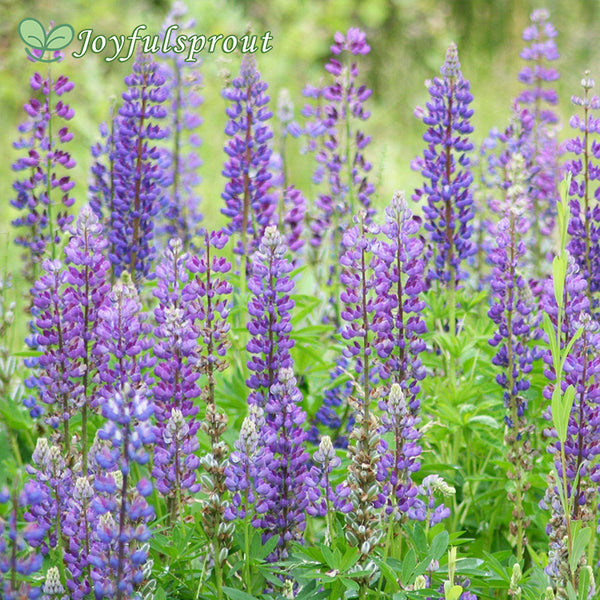Wild Perennial Lupine Seeds