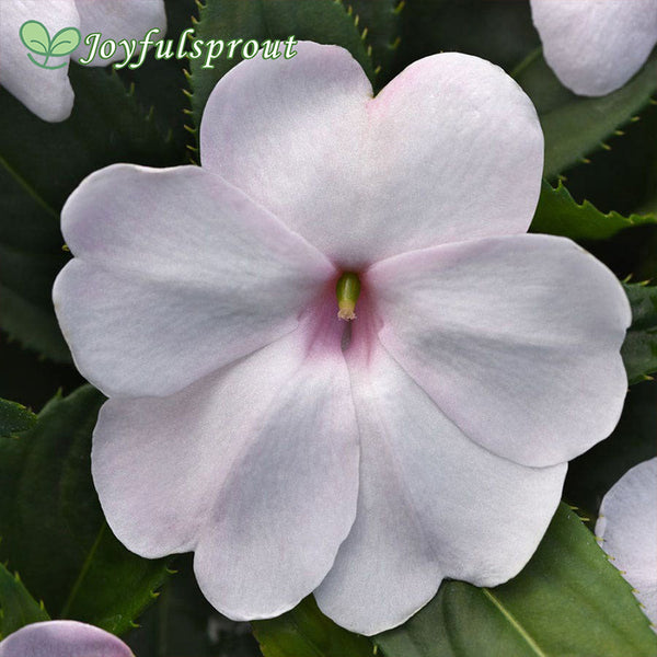 Solarscape White Shimmer Interspecific Impatiens Seeds