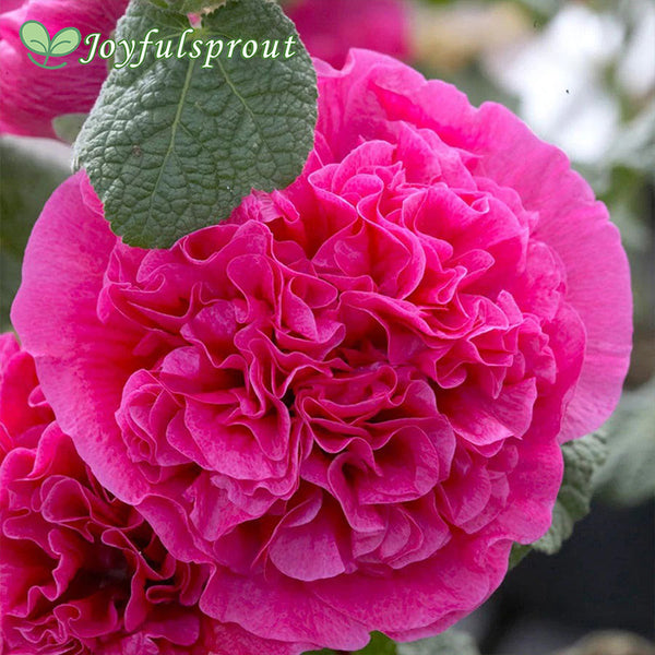 Alcea Double Pink Hollyhock Seeds