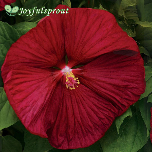 Luna Red Hibiscus Seeds