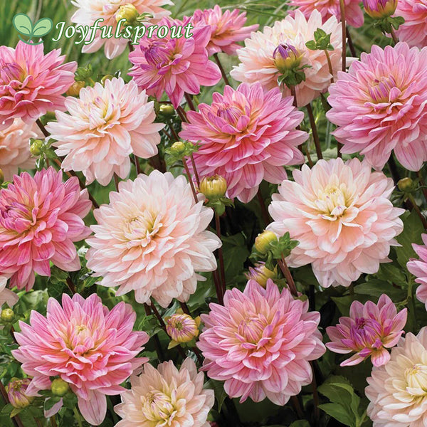 Dahlia Pretty In Pink Blend Seeds