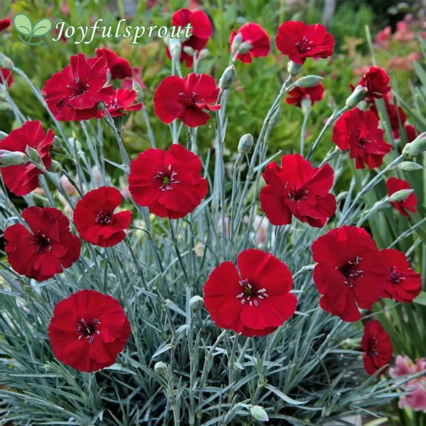 Dianthus AMERICAN PIE Cherry Pie