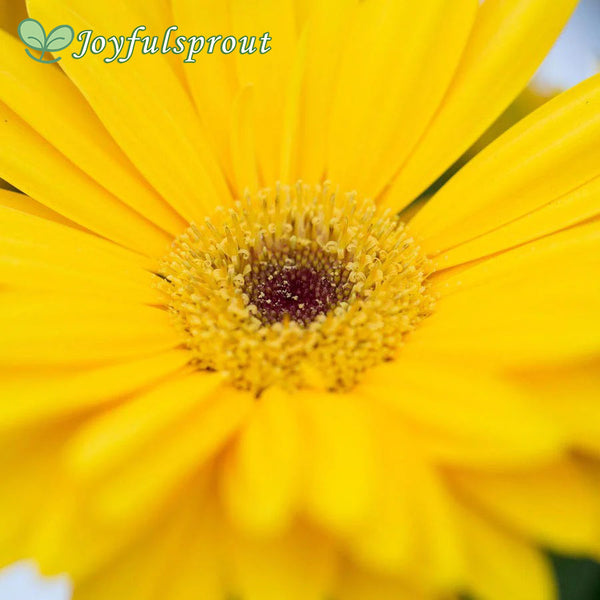 Majorette Yellow Dark Eye Gerbera Seeds
