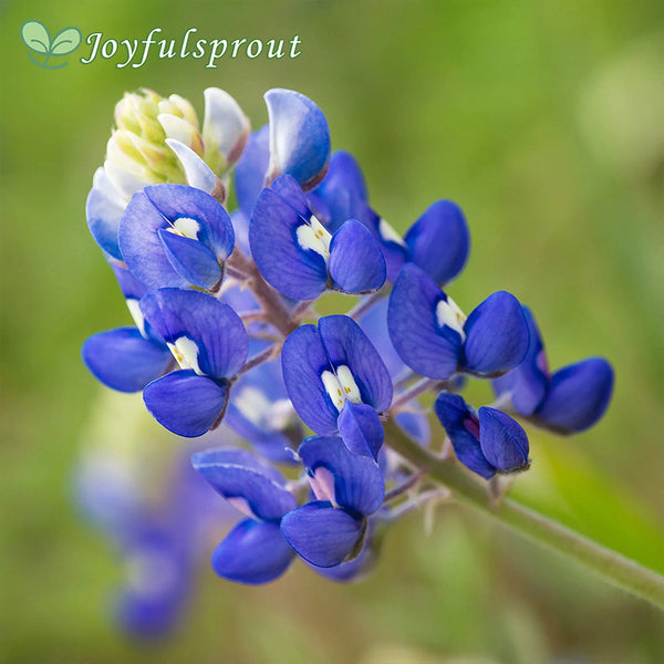 Texas Bluebonnet Seeds
