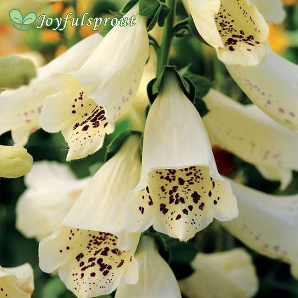 Digitalis 'Dalmatian Creme' Seeds