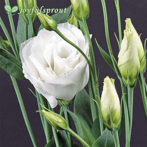Cessna White Lisianthus Seeds