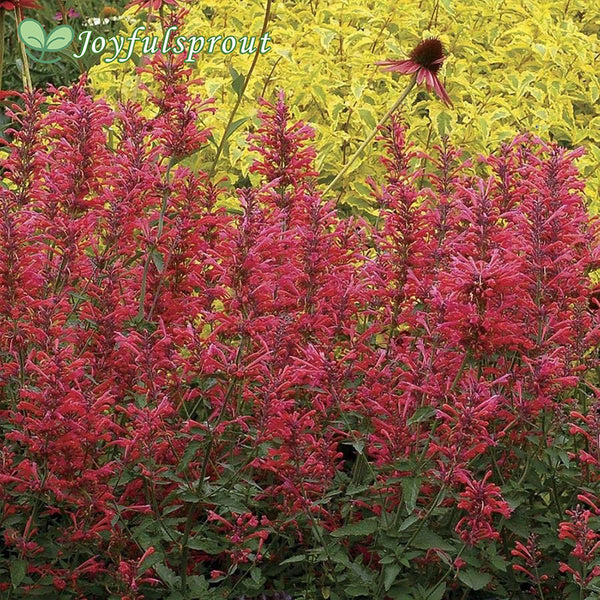 Agastache Kudos 'Kudos Coral'