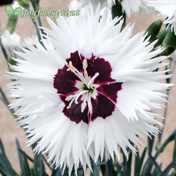 Dianthus Star Single Stargazer Seeds