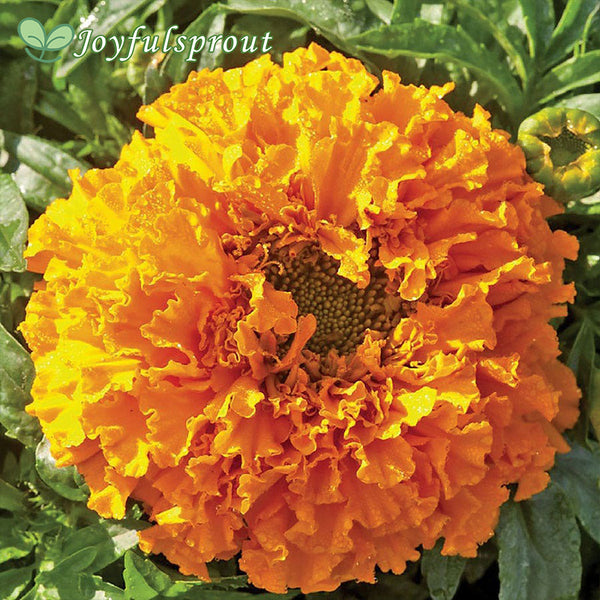 Pumpkin Crush Marigold Seeds