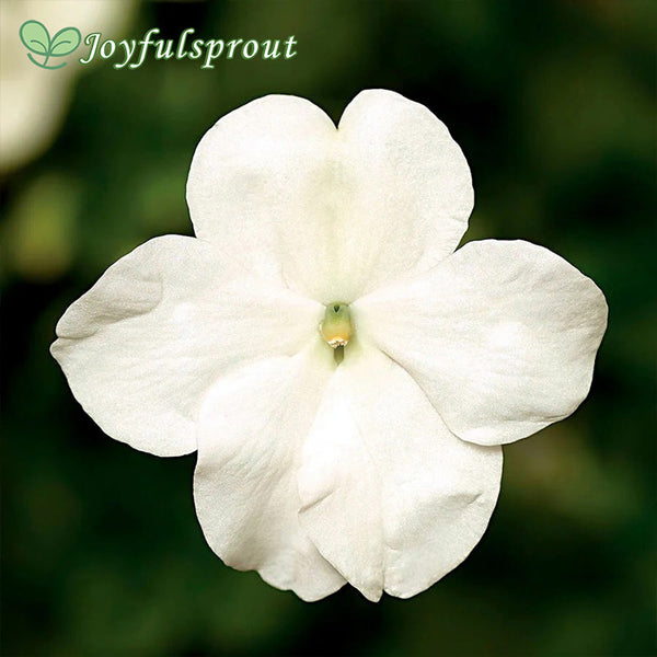 Imara XDR White Impatiens Seeds