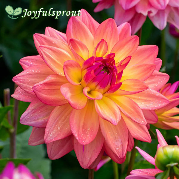 Dahlia Melody Dora Decorative Dahlia Seeds