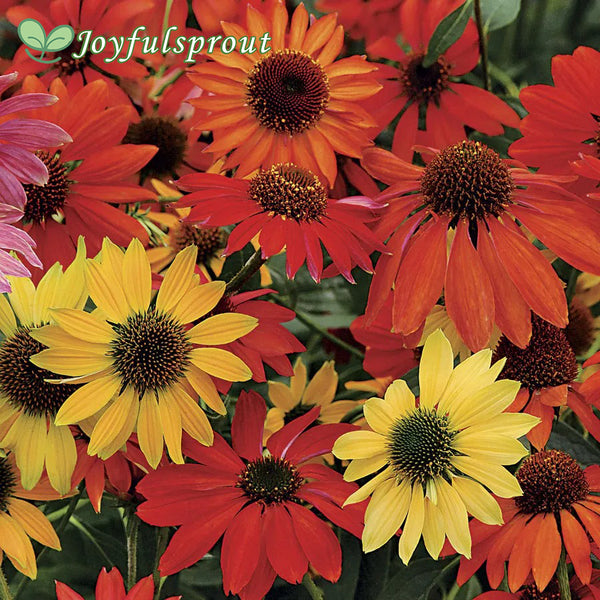 Cheyenne Spirit Coneflower Seeds