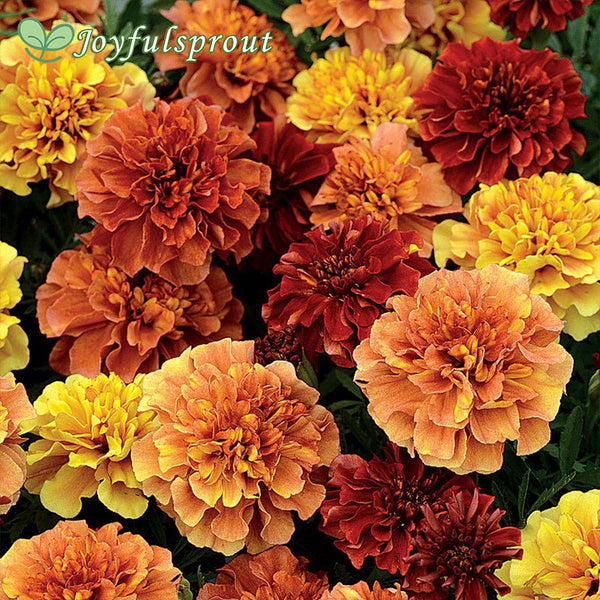 Strawberry Blonde Marigold Seeds