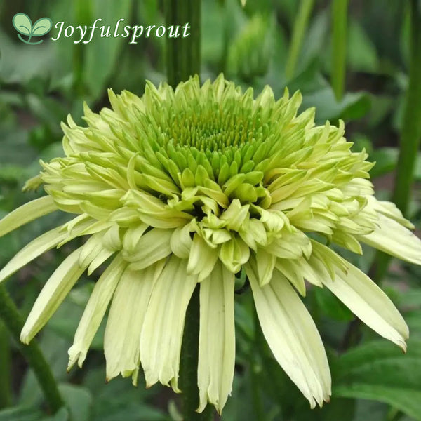Echinacea Cone-fections 'Honeydew' Seeds