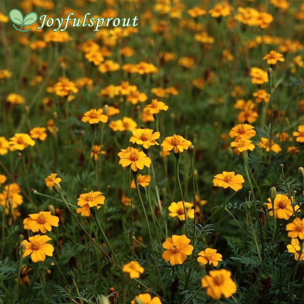 Golden Guardian Marigold Seeds