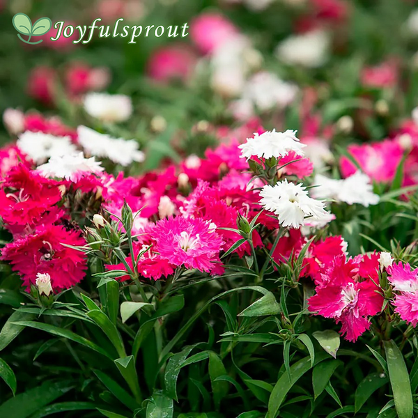 Dianthus Sugar N' Spice Seeds