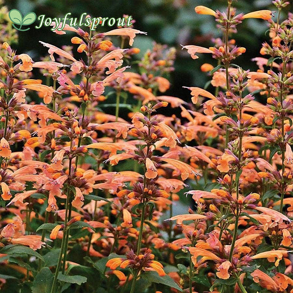 Agastache 'Mango Tango' Hyssop Seeds