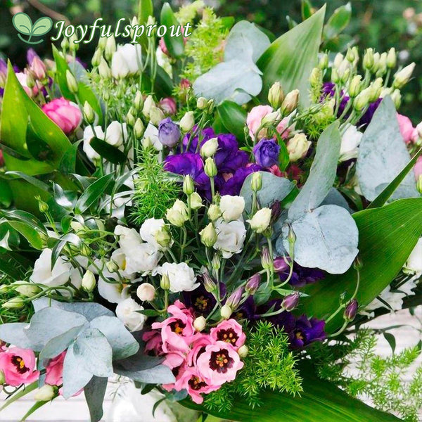 Minilisi Mix Lisianthus Flower Seeds