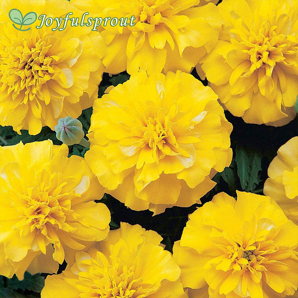 Bonanza Yellow Marigold Seeds