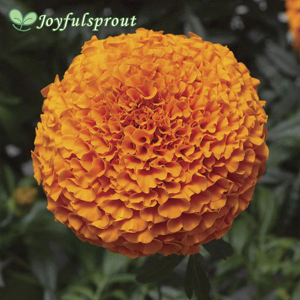 Inca II Deep Orange Hybrid Marigold Seeds