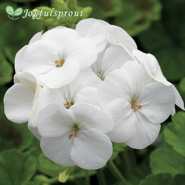 Pinto Premium White F1 Geranium Seeds