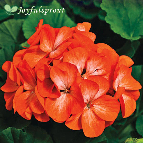 Pinto Premium Orange Geranium Seed